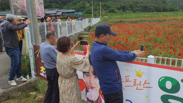5.-북천-꽃양귀비-축제-03.jpg